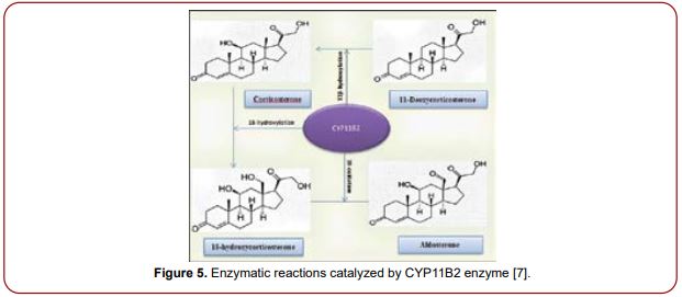 diabetes-clinical-endocrinology