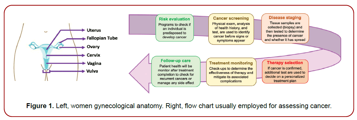 gynecology-maternal-health-gynecological-anatomy gynecology-maternal-health-gynecological-anatomy