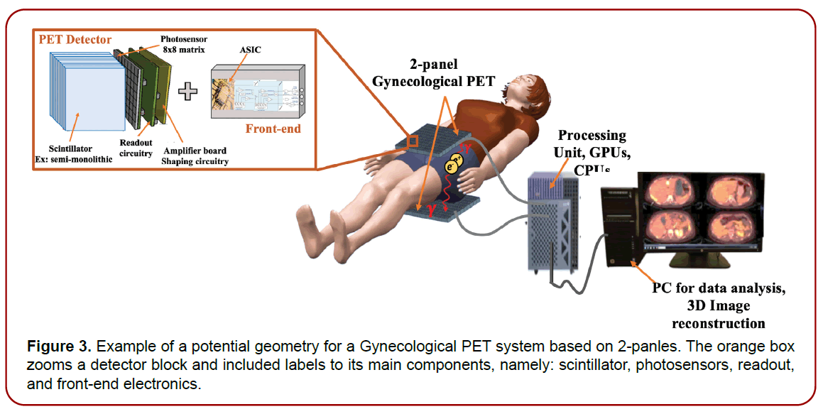 gynecology-maternal-health-gynecological-anatomy gynecology-maternal-health-gynecological-anatomy