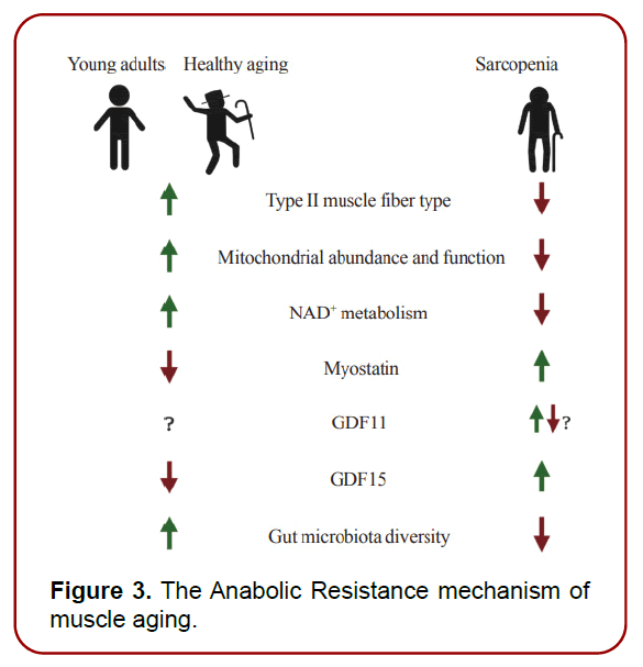 immunology-research-immunotherapy-potential-mechanisms