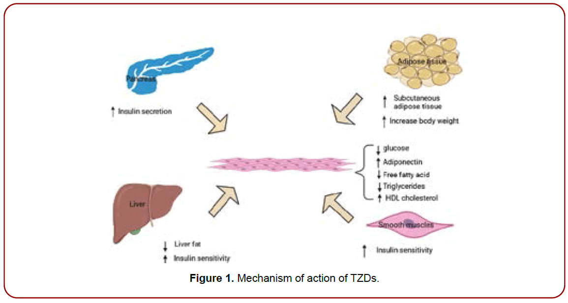 pharmacology-drug-delivery-mechanism-action